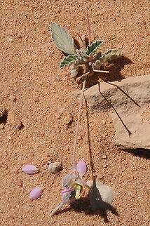 Monsonia nivea S Israel, Nahal Nimra Geotagged,Israel,Monsonia nivea,Winter