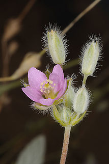 Monsonia nivea S Israel, Nahal Nimra Geotagged,Israel,Monsonia nivea,Winter
