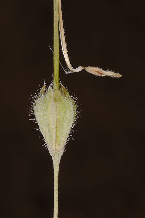 Monsonia nivea S Israel, Nahal Nimra Geotagged,Israel,Monsonia nivea,Winter