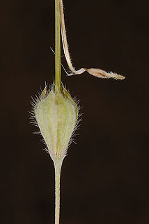 Monsonia nivea S Israel, Nahal Nimra Geotagged,Israel,Monsonia nivea,Winter