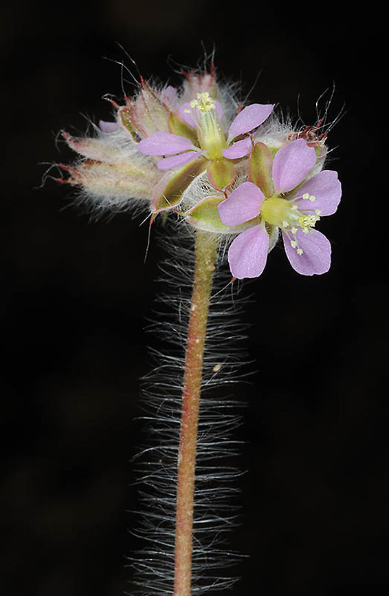 Monsonia heliotropioides S Israel, above Eilat Geotagged,Israel,Monsonia heliotropioides,Winter
