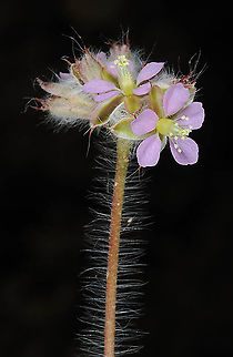 Monsonia heliotropioides S Israel, above Eilat Geotagged,Israel,Monsonia heliotropioides,Winter