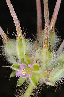 Monsonia heliotropioides  Geotagged,Israel,Monsonia heliotropioides,Winter