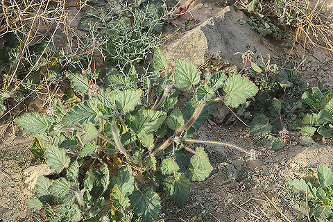 Monsonia heliotropioides S Israel, above Eilat Geotagged,Israel,Monsonia heliotropioides,Winter