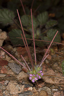 Monsonia heliotropioides S Israel, N of Eilat Geotagged,Israel,Monsonia heliotropioides,Winter
