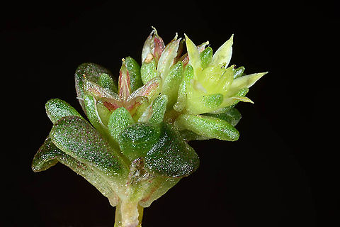 Sedum litoreum Samaria - Wadi Shiban Sedum litoreum