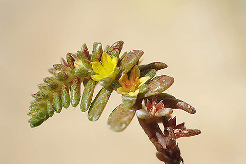 Sedum litoreum  Sedum litoreum