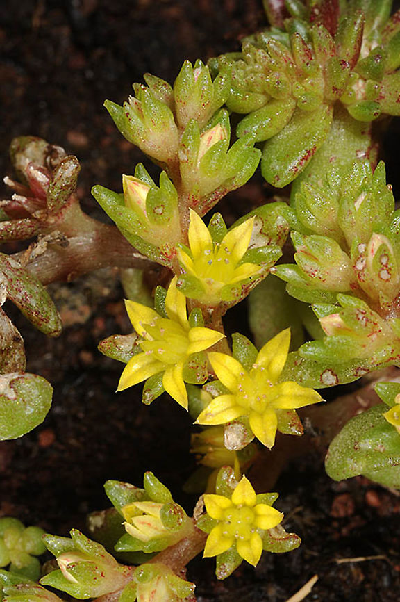 Sedum litoreum  Sedum litoreum