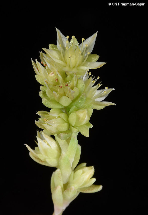 Sedum laconicum  Sedum laconicum