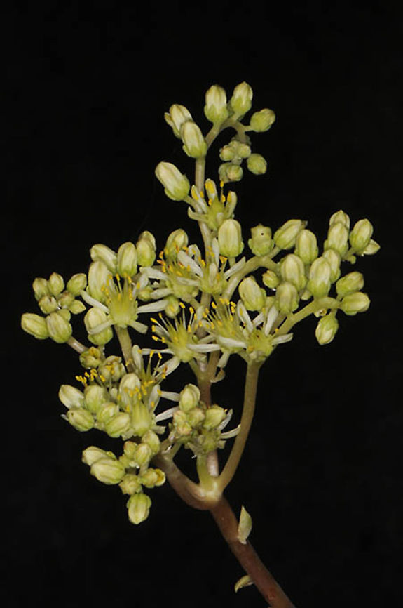 Sedum sediforme  Petrosedum sediforme