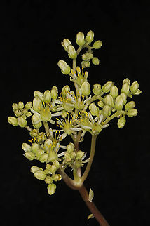 Sedum sediforme  Petrosedum sediforme
