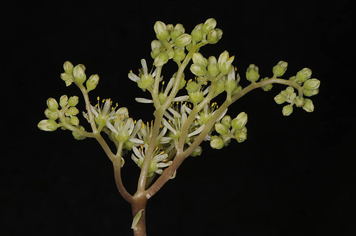 Petrosedum sediforme  Petrosedum sediforme