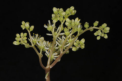 Petrosedum sediforme  Petrosedum sediforme