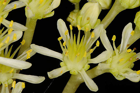 Petrosedum sediforme  Petrosedum sediforme