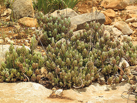 Petrosedum sediforme  Petrosedum sediforme