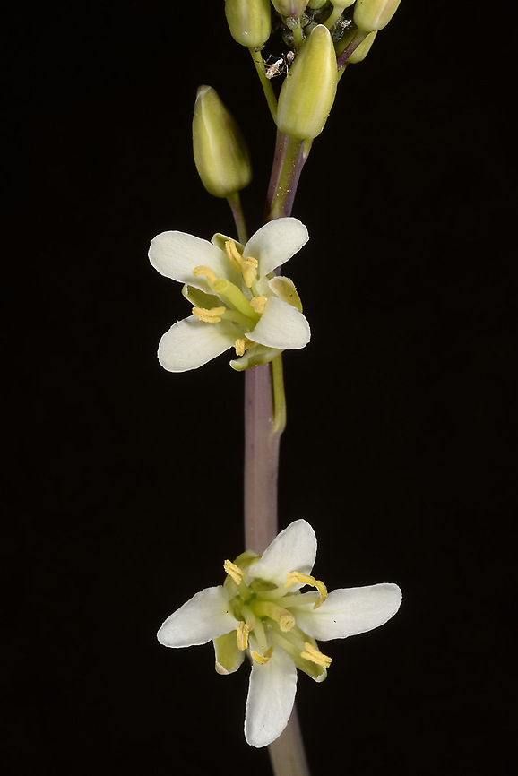 Turritis laxa  Turritis laxa