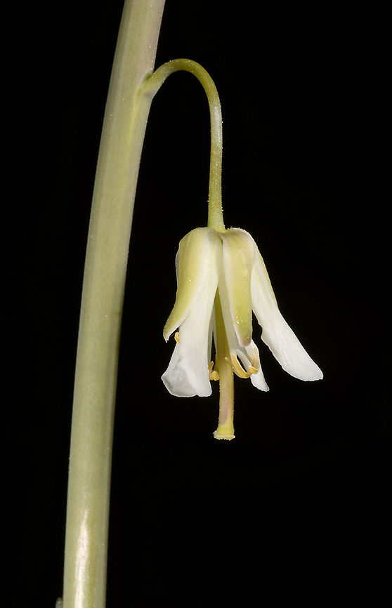 Turritis laxa  Turritis laxa