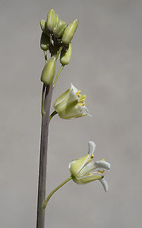 Turritis laxa  Turritis laxa