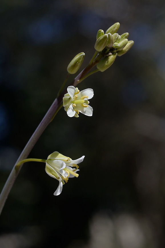 Turritis laxa  Turritis laxa