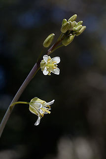 Turritis laxa  Turritis laxa