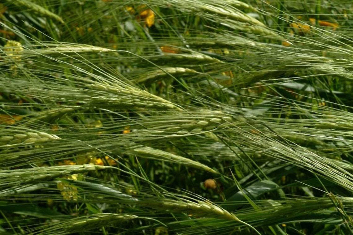 Triticum dicoccoides  Emmer wheat,Geotagged,Israel,Spring,Triticum dicoccum