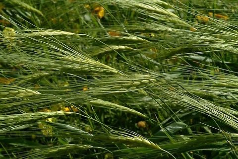 Triticum dicoccoides  Emmer wheat,Geotagged,Israel,Spring,Triticum dicoccum
