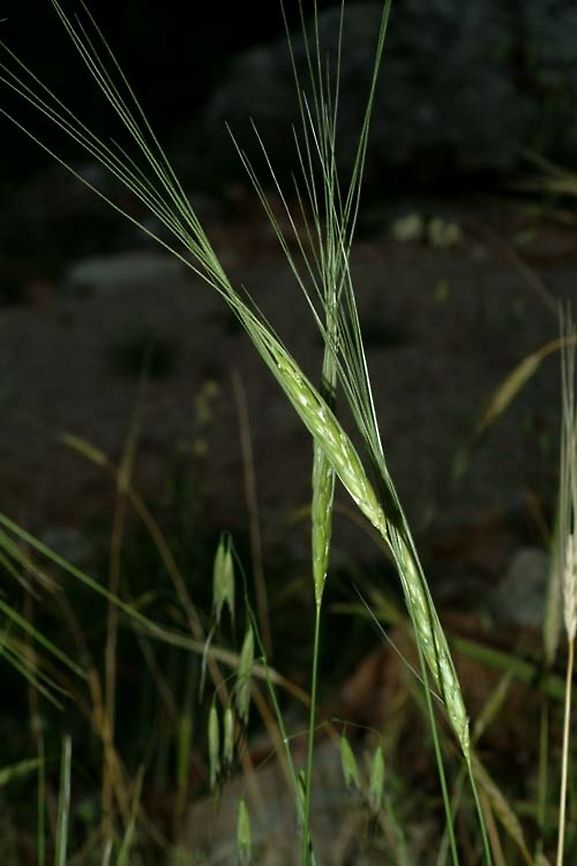 Triticum dicoccoides  Emmer wheat,Geotagged,Israel,Spring,Triticum dicoccum