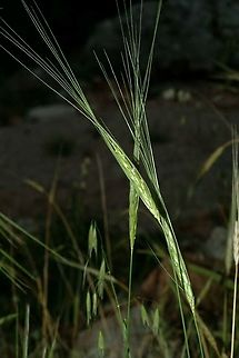 Triticum dicoccoides  Emmer wheat,Geotagged,Israel,Spring,Triticum dicoccum