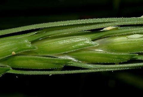 Triticum dicoccoides  Emmer wheat,Geotagged,Israel,Spring,Triticum dicoccum