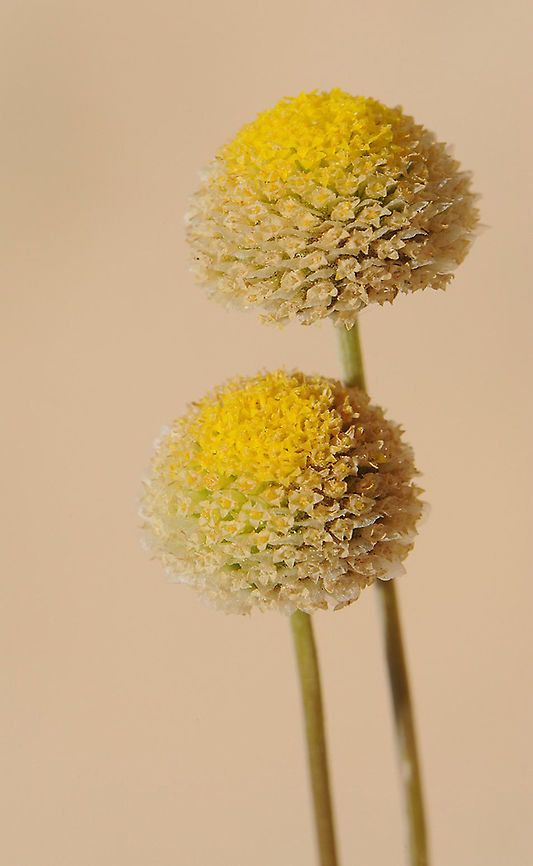 Tripleurospermum auriculatum S Israel, Negev Highlands, Haruhot Plain Geotagged,Israel,Spring,Tripleurospermum auriculatum