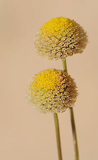 Tripleurospermum auriculatum S Israel, Negev Highlands, Haruhot Plain Geotagged,Israel,Spring,Tripleurospermum auriculatum