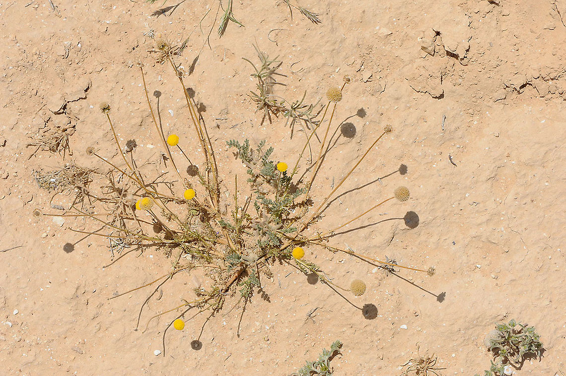 Tripleurospermum auriculatum S Israel, Negev Highlands, Haruhot Plain Geotagged,Israel,Spring,Tripleurospermum auriculatum