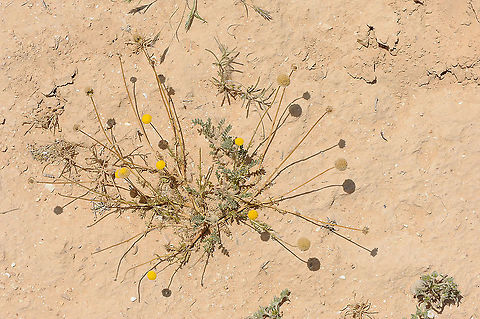 Tripleurospermum auriculatum S Israel, Negev Highlands, Haruhot Plain Geotagged,Israel,Spring,Tripleurospermum auriculatum