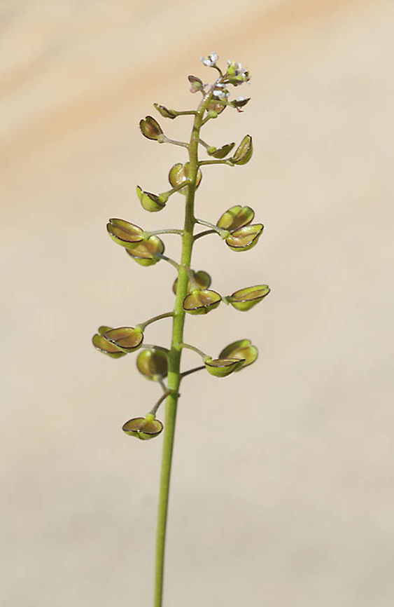 Teesdalia coronopifolia  Teesdalia coronopifolia