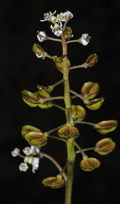 Teesdalia coronopifolia  Teesdalia coronopifolia