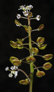 Teesdalia coronopifolia  Teesdalia coronopifolia