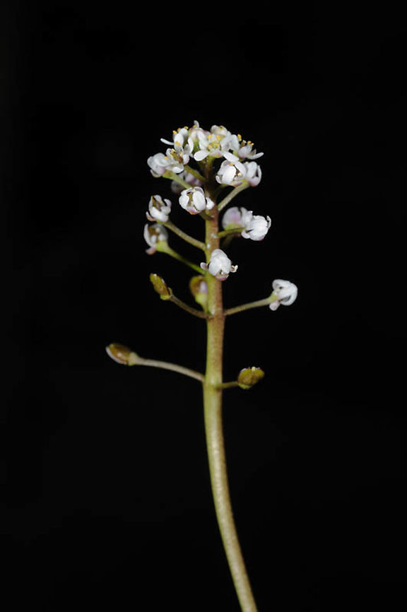 Teesdalia coronopifolia  Teesdalia coronopifolia