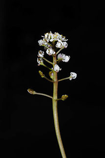 Teesdalia coronopifolia  Teesdalia coronopifolia