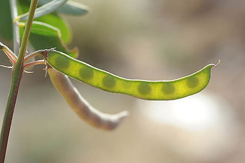 Tephrosia apollinea S Israel, near Eilat Cemetry Geotagged,Israel,Tephrosia apollinea,Tephrosia pollinea,Winter