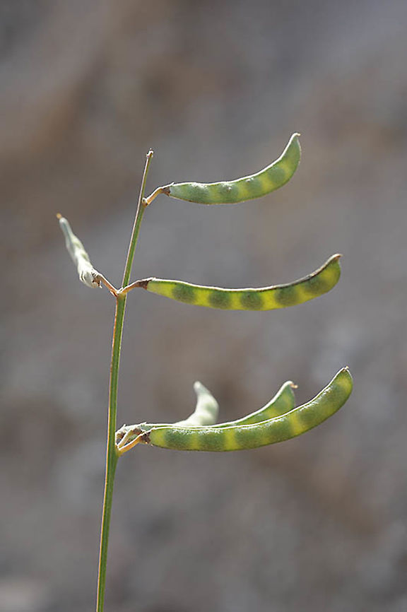 Tephrosia apollinea S Israel, near Eilat Cemetry Geotagged,Israel,Tephrosia apollinea,Tephrosia pollinea,Winter