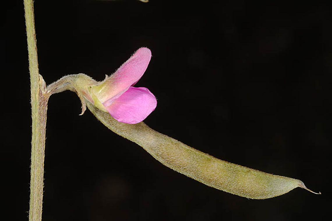 Tephrosia apollinea S Israel, near Eilat Cemetry Geotagged,Israel,Tephrosia apollinea,Tephrosia pollinea,Winter