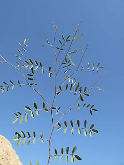 Tephrosia apollinea S Israel, S of Eilat, Orchid Hotel Fall,Geotagged,Israel,Tephrosia apollinea,Tephrosia pollinea