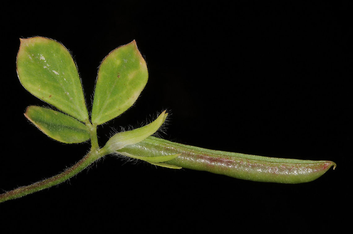 Lotus requienii  Lotus requienii