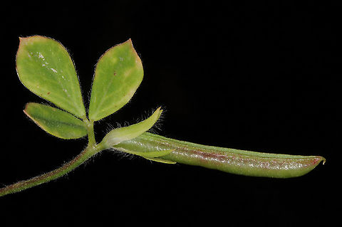 Lotus requienii  Lotus requienii