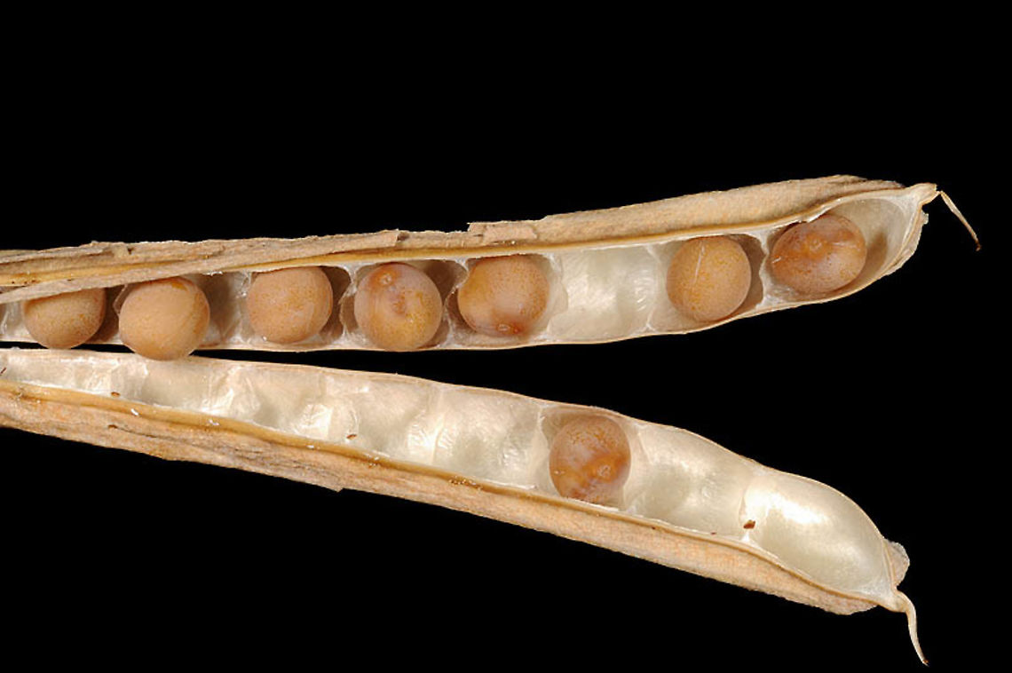 Lotus tetragonolobus  Tetragonolobus purpureus
