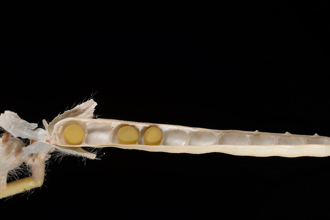 Lotus requienii (=Tetragonolobus requienii)  Lotus requienii