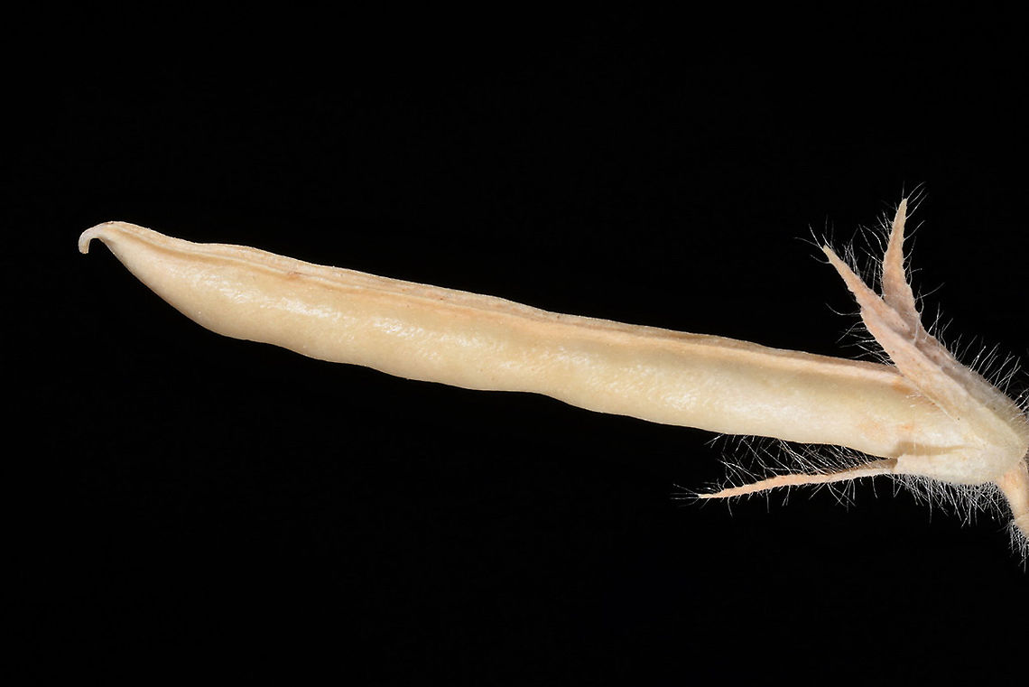 Lotus requienii (=Tetragonolobus requienii)  Lotus requienii