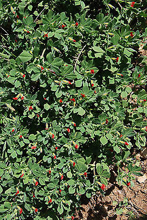 Lotus tetragonolobus  Tetragonolobus purpureus