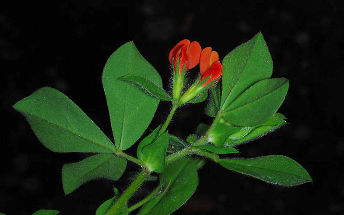 Lotus tetragonolobus C Israel, Park Canada Geotagged,Spring,Tetragonolobus purpureus