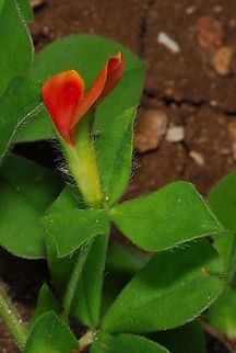 Lotus tetragonolobus  Geotagged,Spring,Tetragonolobus purpureus